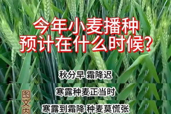 寒露是几月几日2024年