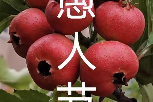 2044年愚人节是几月几日 2044愚人节结婚登记吉日