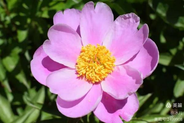 2020母亲节是几月几日 母亲节2020年几号