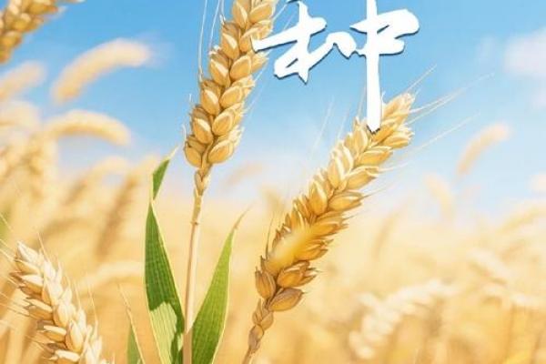 芒种是几月几日2024 芒种节气是哪一天2024