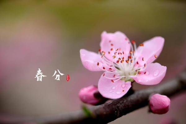 春分是2022的几月几日 2022年春分是哪一天