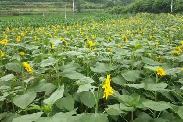 2026年7月破土最吉利的三天，速看！