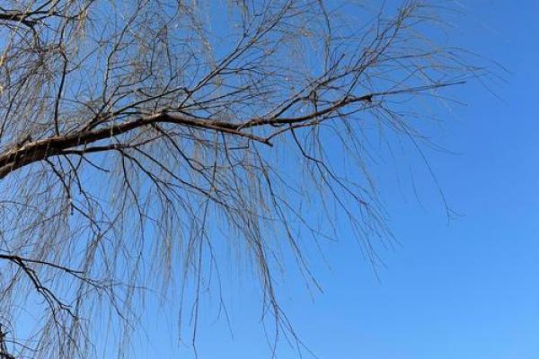 2019年立春具体时间 2019年打春具体时辰