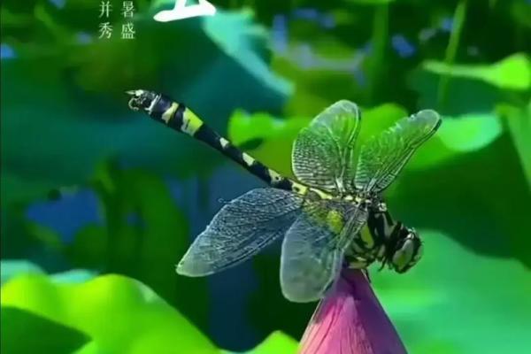 2020夏至是几月几日日几点 二十四节气