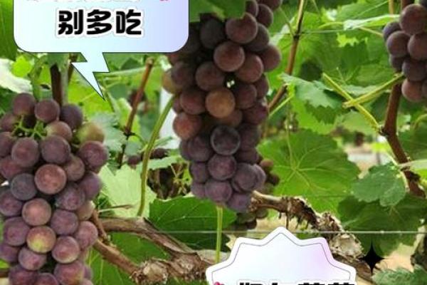 女人梦见葡萄树是什么预兆
