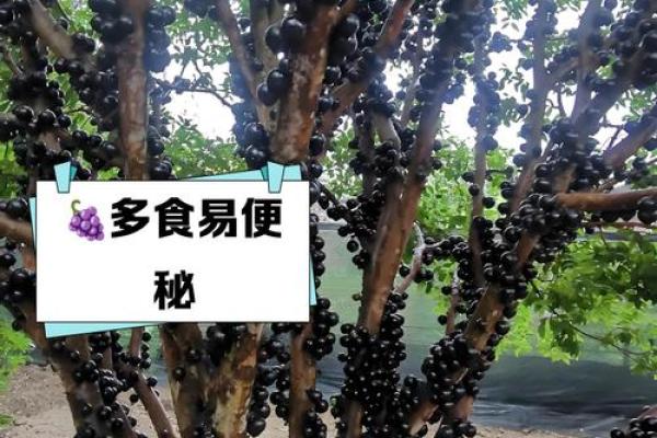 女人梦见葡萄树是什么预兆