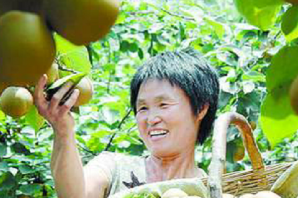 梦见卖树是什么意思
