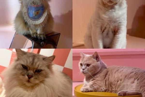 做梦猫往身上扑是什么意思
