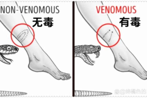 梦到抓蛇被蛇咬了什么意思
