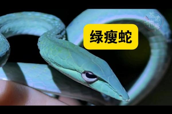 梦见绿蛇是什么意思 周公解梦