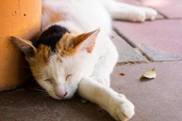 梦见猫趴在自己身上