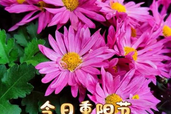 重阳节指的是什么生肖