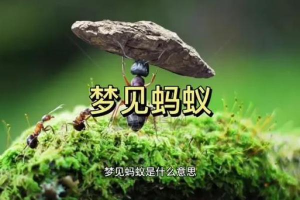 梦见身上爬满了蚂蚁