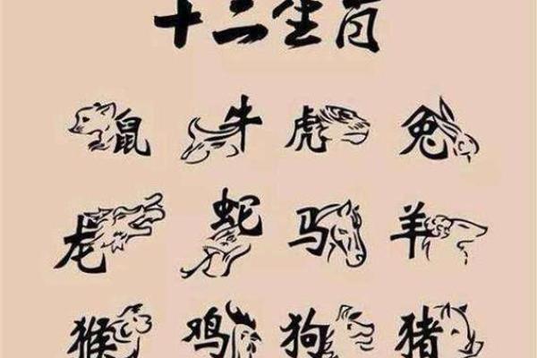 不顾根本指什么生肖