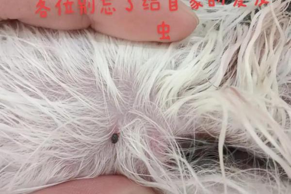 梦见身上有虫