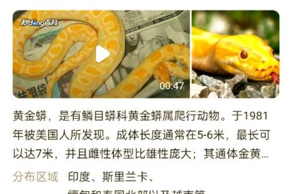 梦见大小蛇是什么预兆