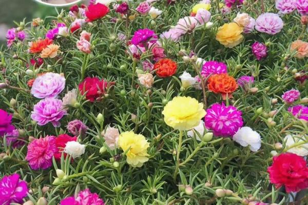 太阳花指什么生肖
