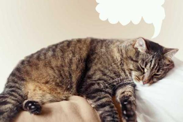 梦见蛇和猫是什么预兆 女性