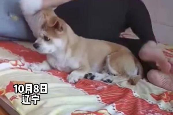 梦见狗咬着衣服甩不掉