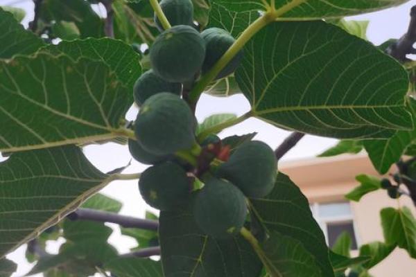 梦到无花果树硕果累累