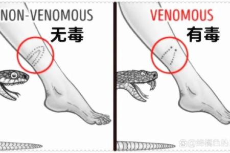 梦到抓蛇被蛇咬了什么意思