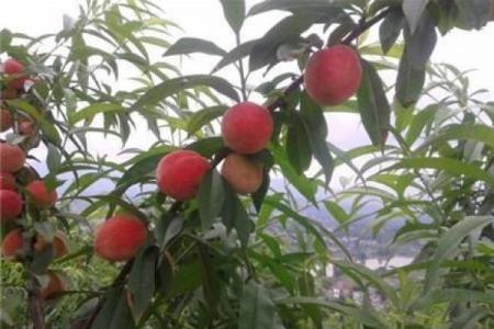 梦见满树桃子又大又红