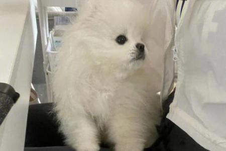 梦见狗咬着衣服甩不掉