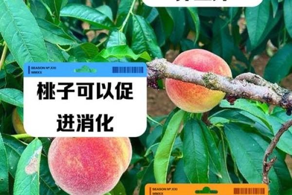 梦见在树上摘桃子吃是什么预兆