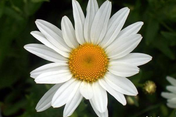 梦见穿花衣服是什么意思