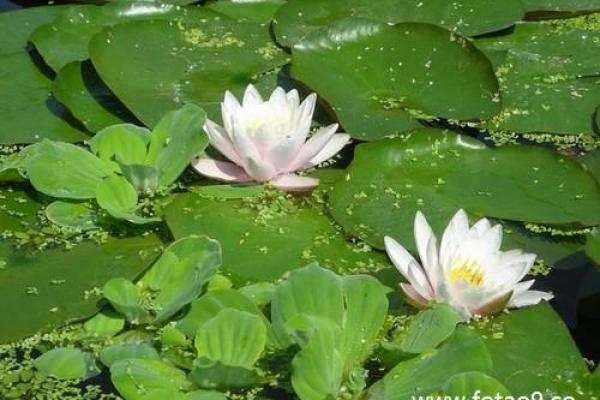 梦见穿花衣服是什么意思