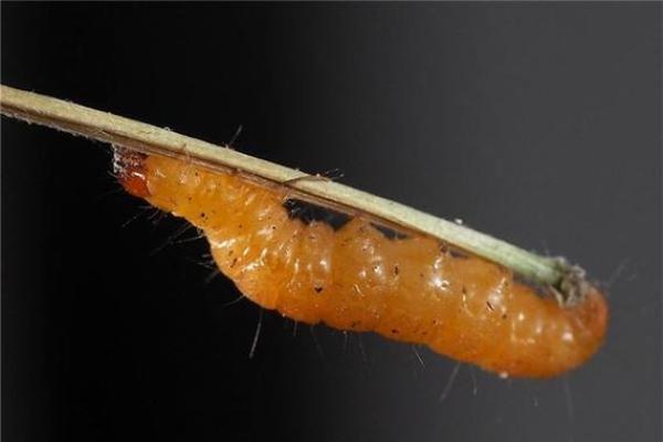 做梦梦见身上有蛆虫爬