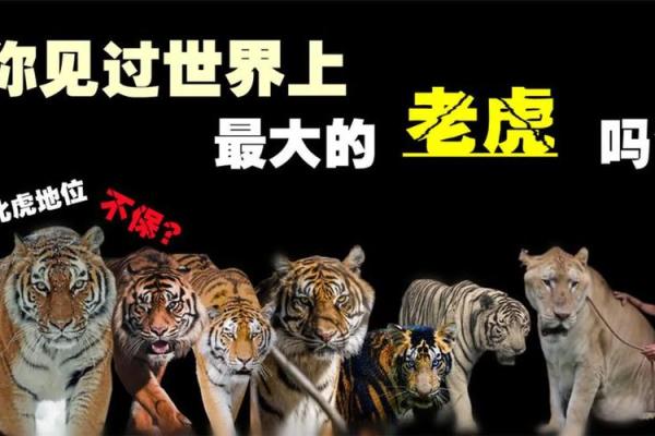 梦见狮子老虎追着咬人是什么预兆