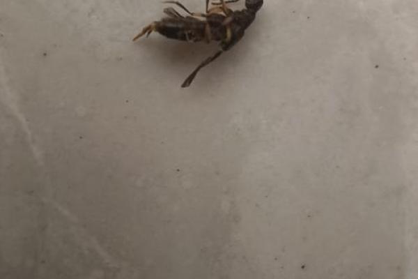 梦见身体里有虫子