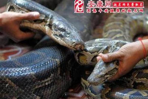 男人梦到大蛇预示着什么意思
