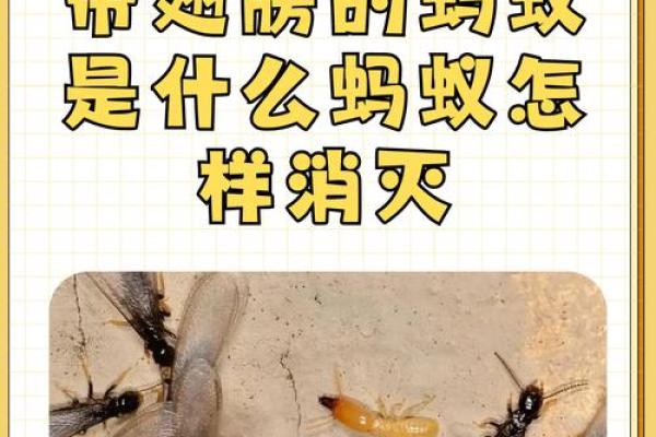梦见身上有蚂蚁是什么意思