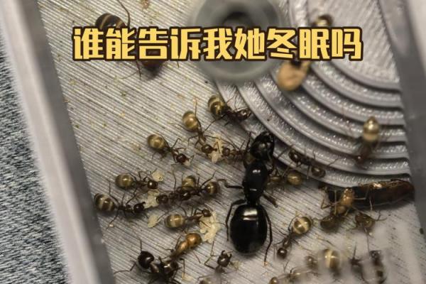 梦见自己身上好多蚂蚁是什么征兆