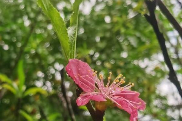 梦见蜜蜂往自己身上飞