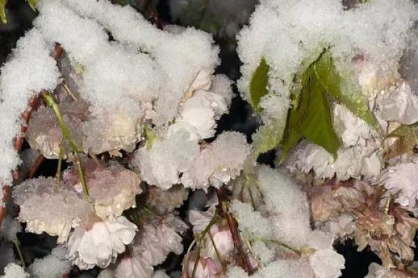 梦见四月下雪是什么征兆