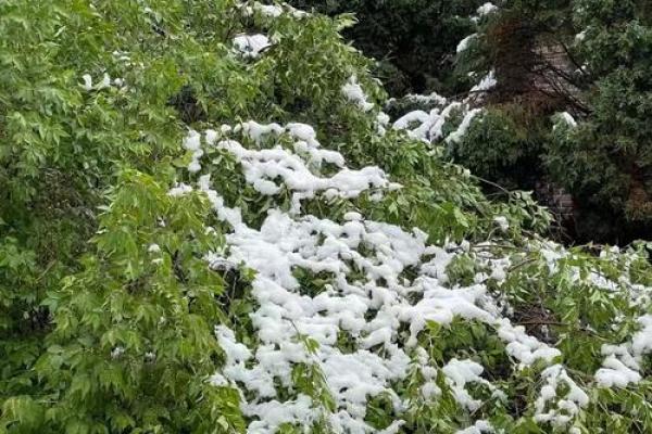 梦见四月下雪是什么征兆