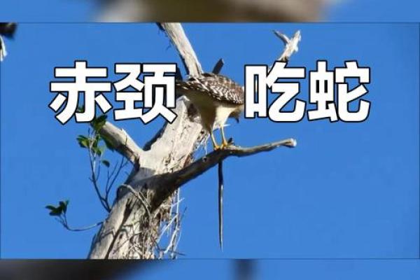 梦见蛇在树上是什么意思