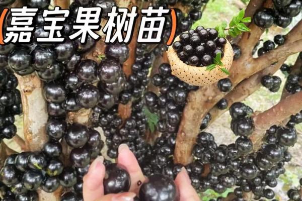 梦见树上结满了葡萄