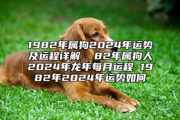 2025属狗人的全年运势1982出生(2025属狗人的全年运势1982出生幸运数字)