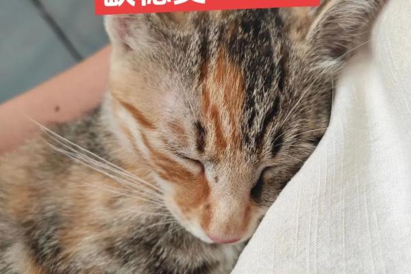 梦见猫爬到自己身上
