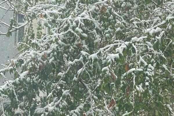 梦见春天下雪