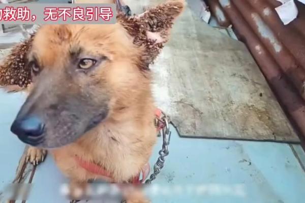 梦见狗身上有很多蜱虫