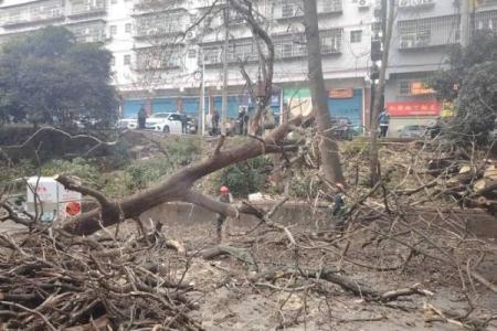 梦见把树砍倒了是什么意思