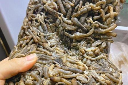 梦到自己身上长虫子怎么回事