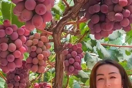 梦到葡萄树预示着什么
