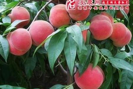 梦见捡树上掉下来的桃子