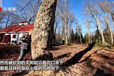 梦到砍树树倒了,是什么意思